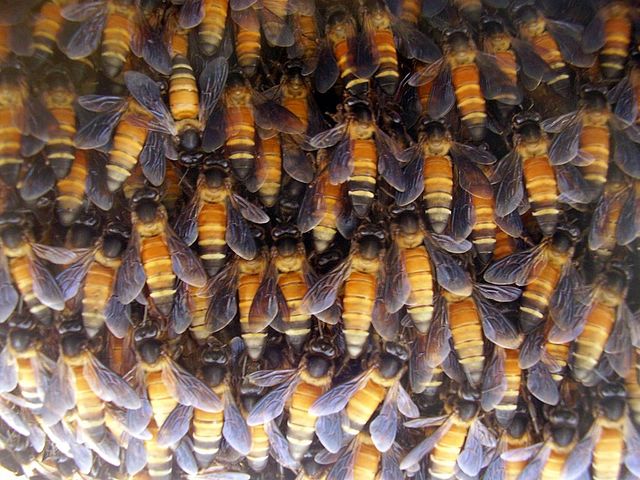 A hive of Apis dorsata (giant honey bees) .Mt Abu, India. (2007)