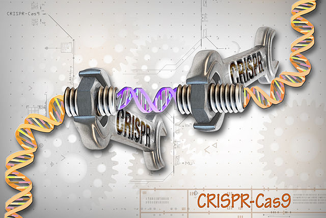 CRISPR-Cas9 is a customizable tool that lets scientists cut and insert small pieces of DNA at precise areas along a DNA strand. The tool is composed of two basic parts: the Cas9 protein, which acts like the wrench, and the specific RNA guides, CRISPRs, which act as the set of different socket heads. These guides direct the Cas9 protein to the correct gene, or area on the DNA strand, that controls a particular trait. This lets scientists study our genes in a specific, targeted way and in real-time (2015). Author: Ernesto del Aguila III, NHGRI. Via Wikimedia Commons.