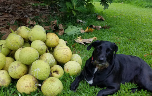Breadfruit