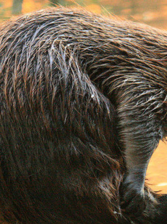 beaver image