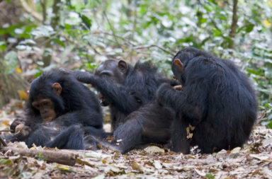 Social group of chimpanzees