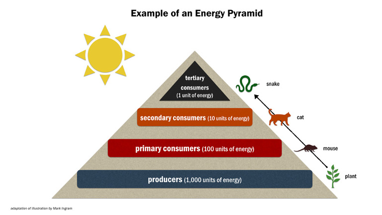 Energy pyramid chart