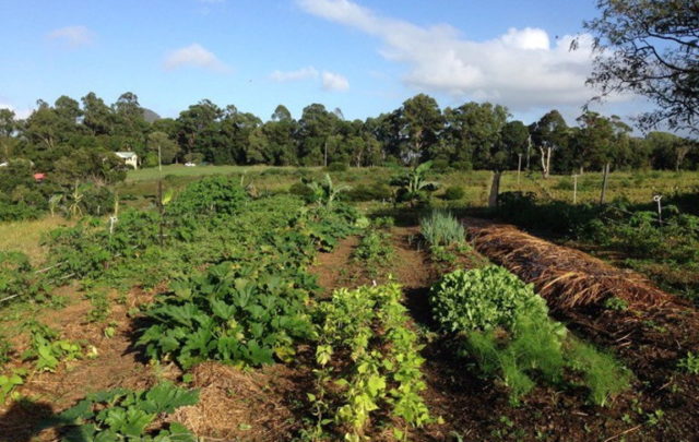 Shane Simonsen permaculture design