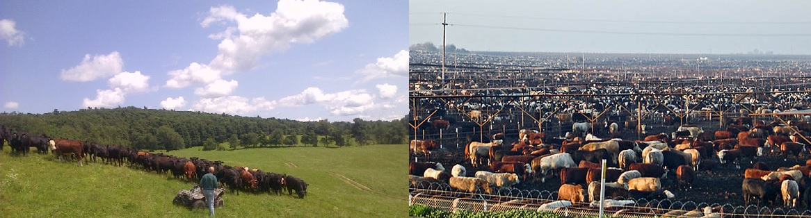 Grass-fed and feedlot beef cows