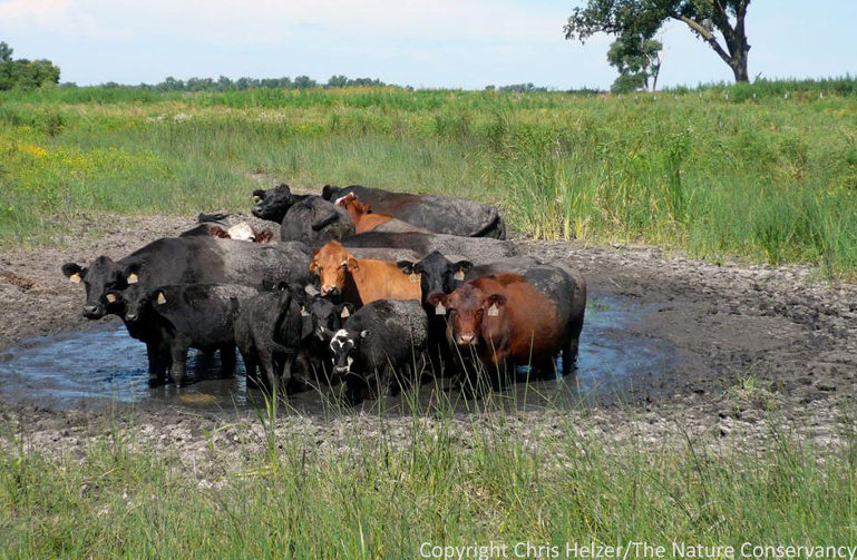 Cows in pond