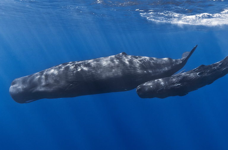 Sperm Whales