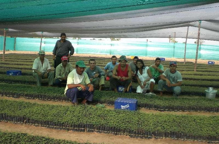 Reforestation project