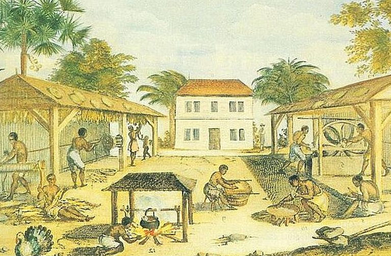 Slaves farming tobacco