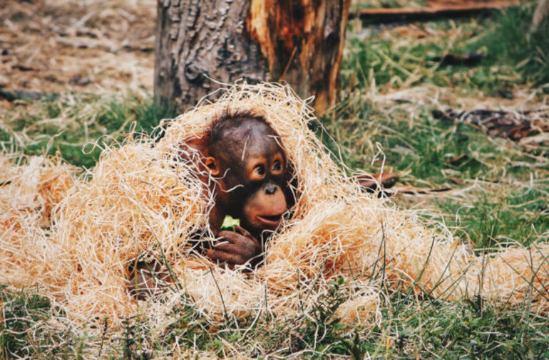 Endangered orangutans