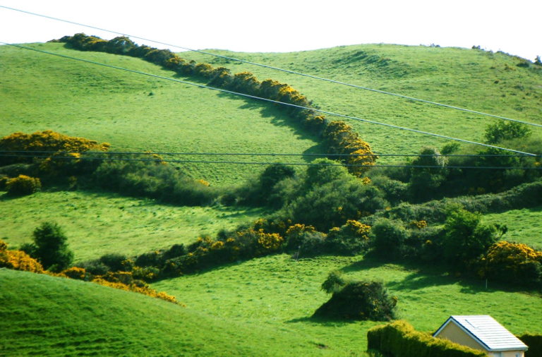 Gorse hedges in Ireland