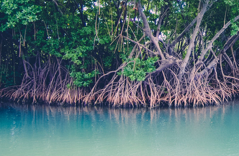 Mangrove