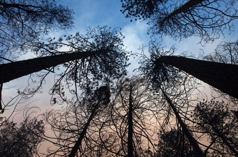 Burned through trees