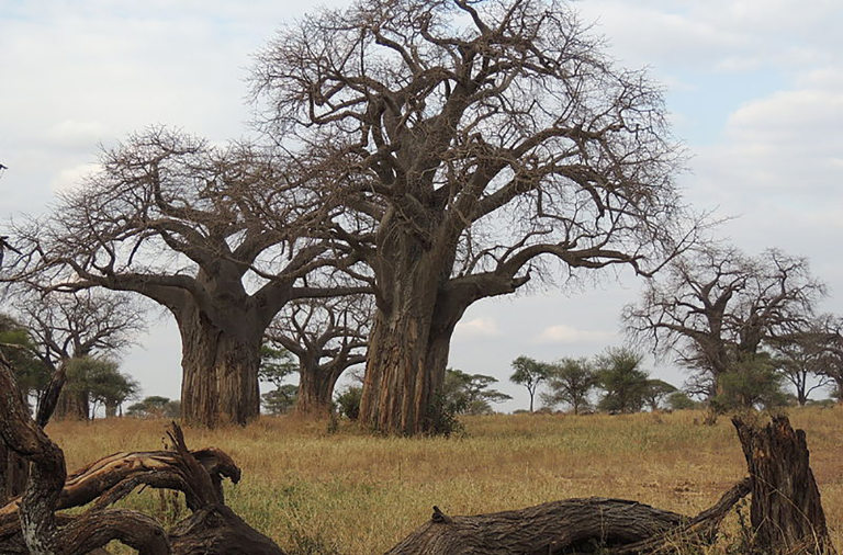 Baobab trees