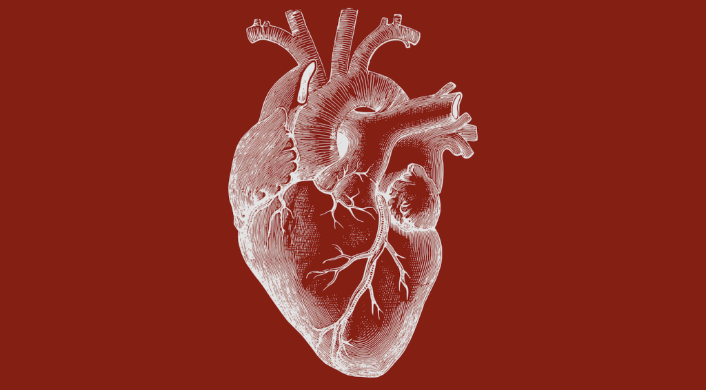 heart diagram