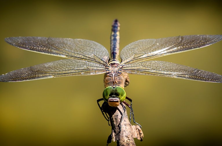 Dragonfly