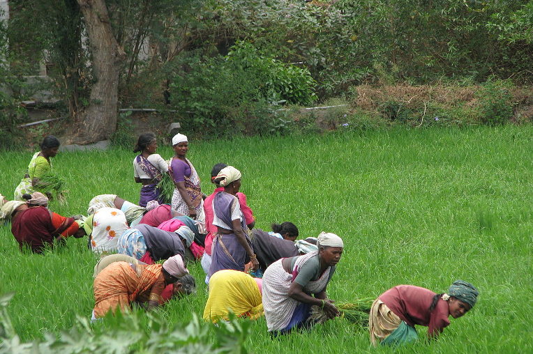 Women harvesting rice paddy