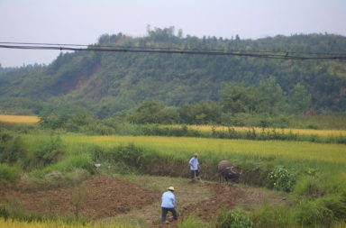 Chinese farmers