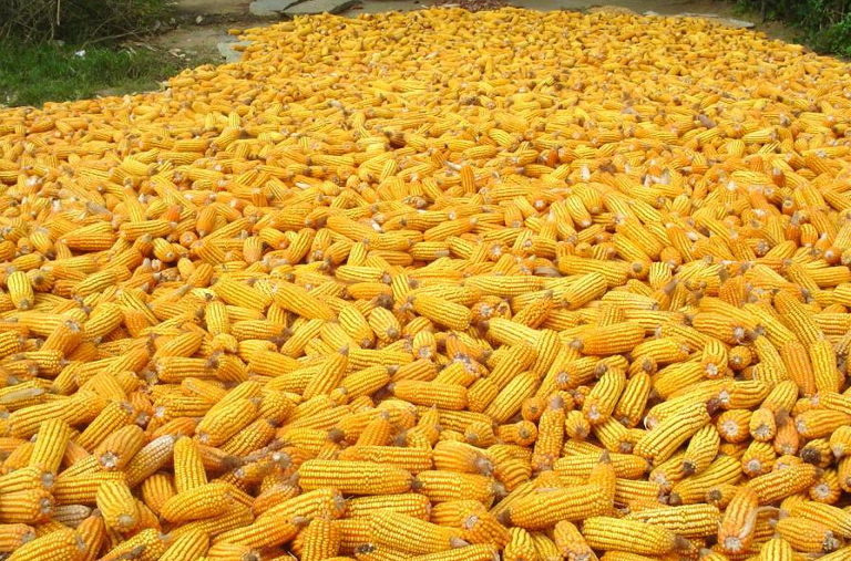 Corn heap
