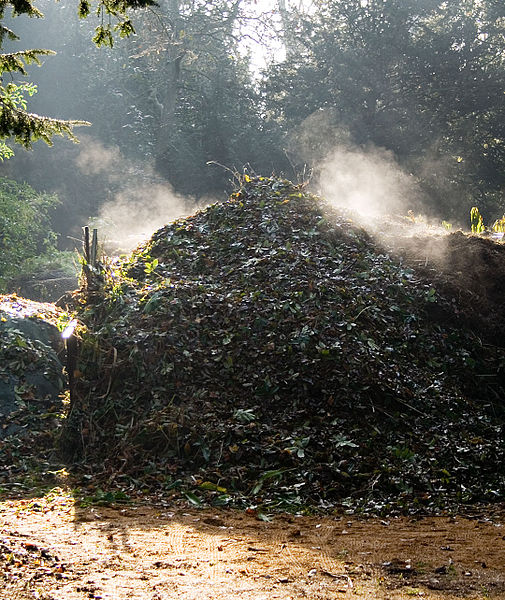 Compost heap on a frosty morning. The rising steam shows that the bacterial action in the compost heap is exothermic. (2005)