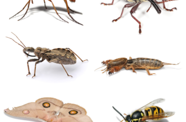 insect collage