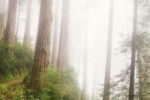 trees