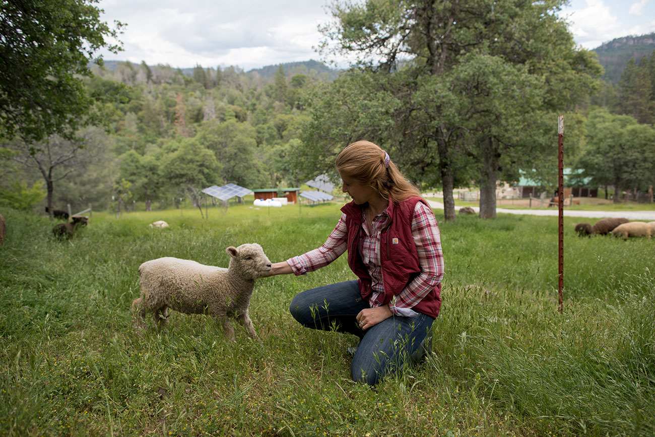 Sheep ranching
