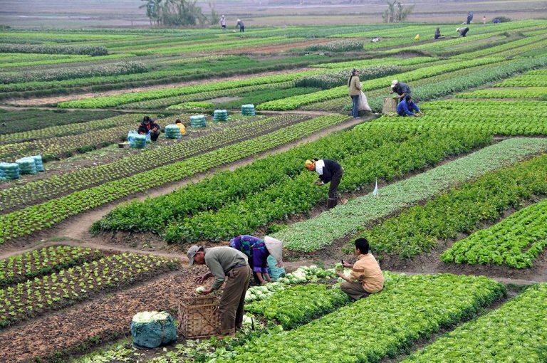 Small-scale farming in Asia