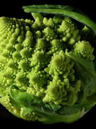 Fractal shape form of a Romanesco broccoli (2004).