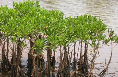 mangrove swamps
