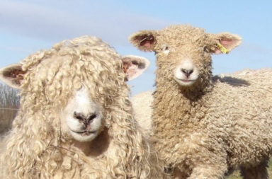 Lincoln Longwool sheep