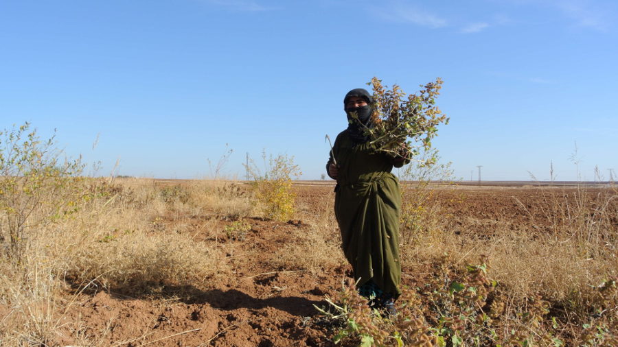Rojavan woman cultivating garden