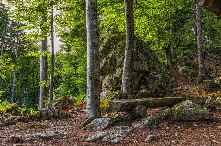 Bavarian forest