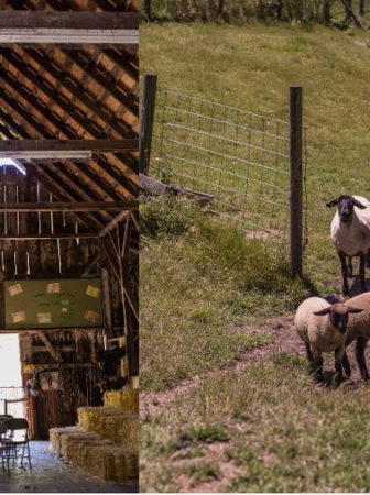 Elkus Ranch sheep