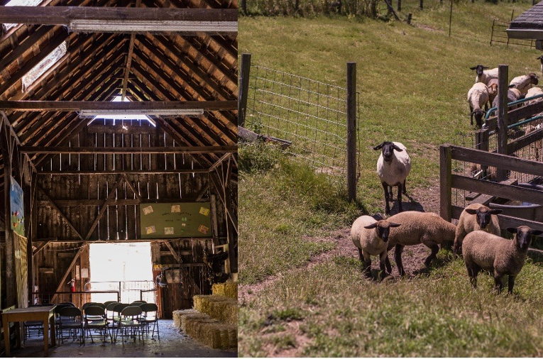 Elkus Ranch sheep