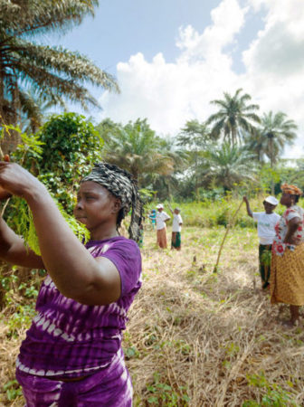 Women tend trees in Guinea