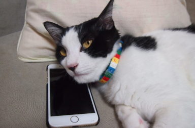 cat with phone