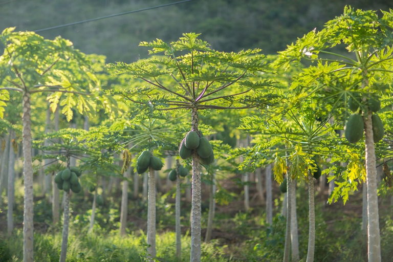 papaya farm
