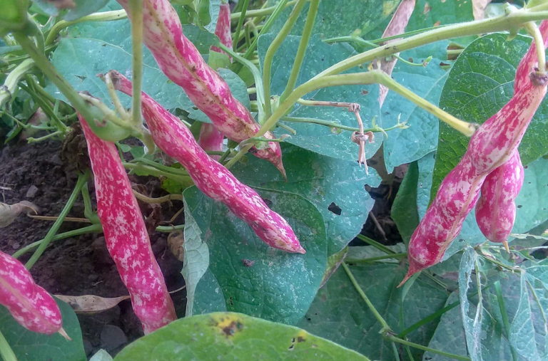 Iroquois Strawberry Bush Bean Plant.