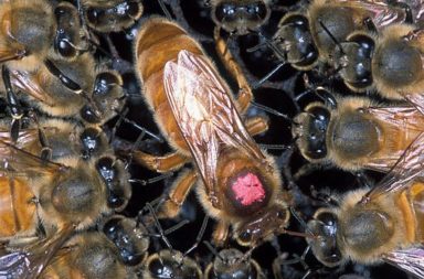 Closeup of Africanized honey bees surrounding a European queen honey bee