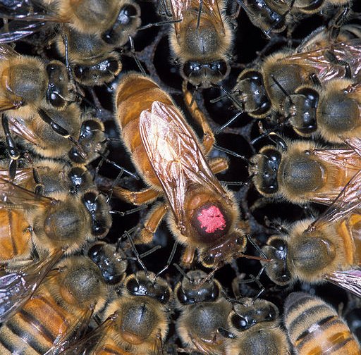 Closeup of Africanized honey bees surrounding a European queen honey bee