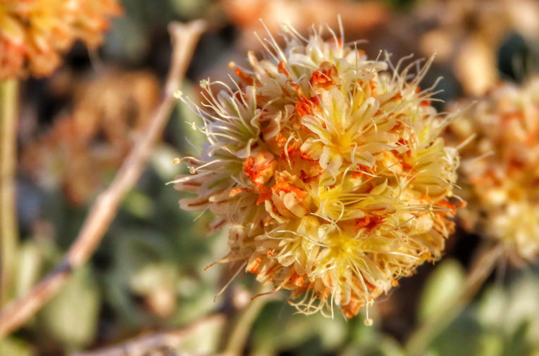 Tiehms Buckwheat Flower