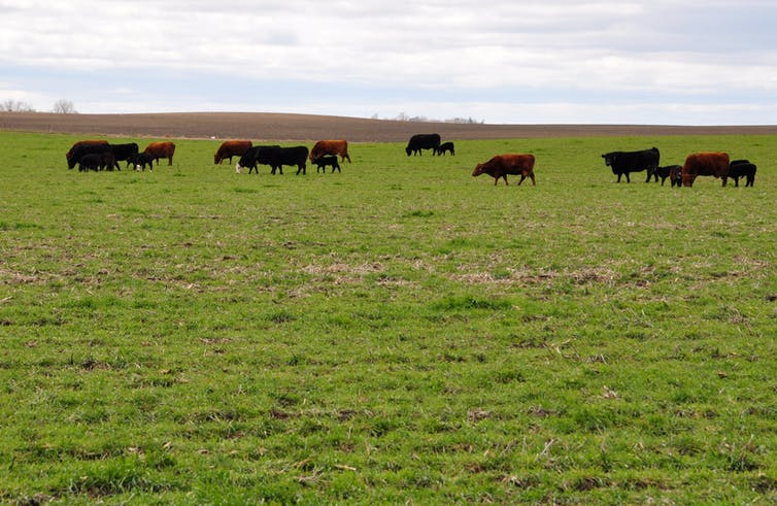 cattle eating cover crops