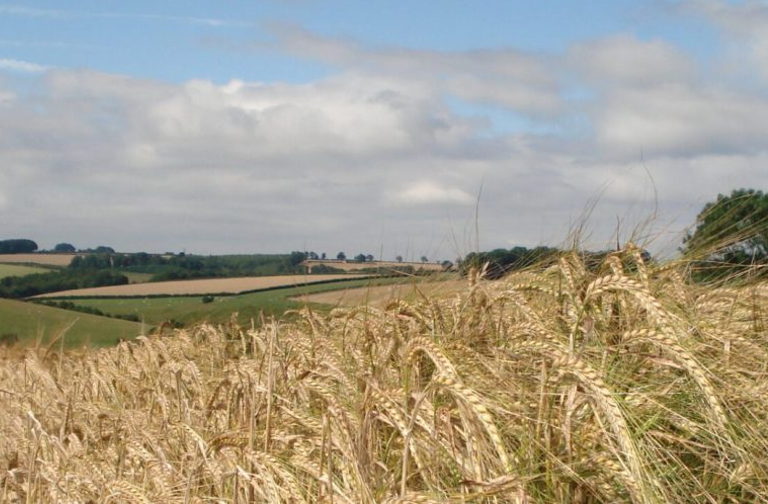 heritage barley