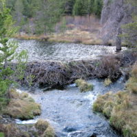 Keystone Attitudes and Policies of Enough - Resilience