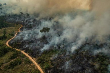 Amazon wildfires