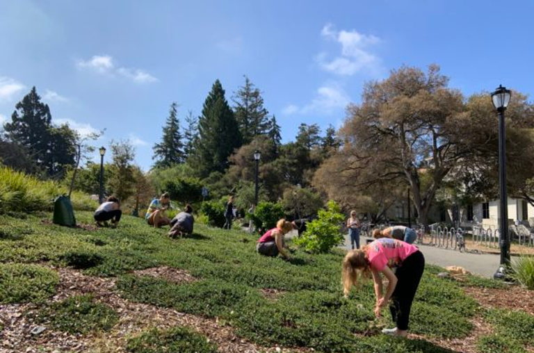 Weeding-at-Berkeley