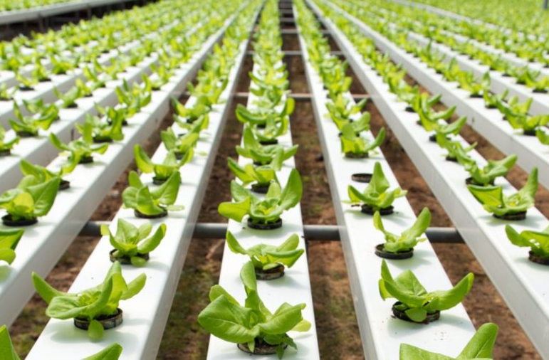 III. Understanding the Basic Principles of Hydroponics: Exploring the Science behind Soil-less Cultivation