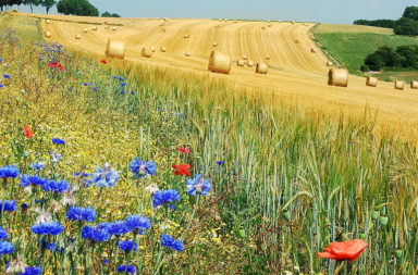 Regenerative farming