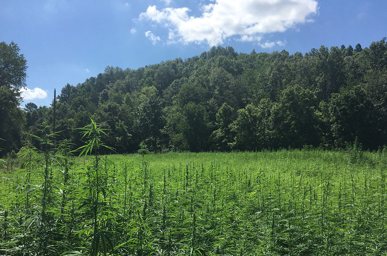 hemp field