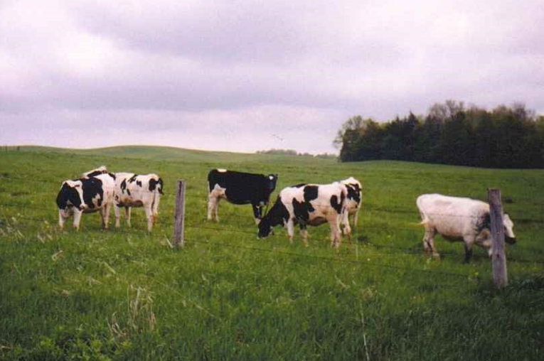 Dairy cows